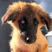 Amur aka SG Pup 1